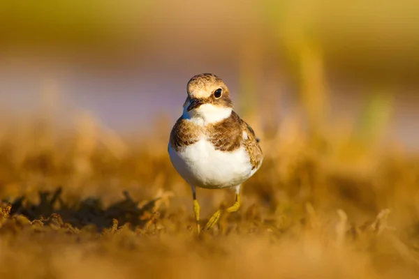 Tatlı Küçük Kuşu Ortak Ringed Plover Charadrius Hiaticula Yeşil Sarı — Stok fotoğraf