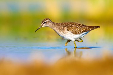 Su ve kuş. Sandpiper. Renkli doğa arka plan. Kuş: ahşap Sandpiper. Erkan efe.