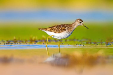 Su ve kuş. Sandpiper. Renkli doğa arka plan. Kuş: ahşap Sandpiper. Erkan efe.