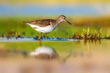 Su ve kuş. Sandpiper. Renkli doğa arka plan. Kuş: ahşap Sandpiper. Erkan efe.