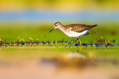 Su ve kuş. Sandpiper. Renkli doğa arka plan. Kuş: ahşap Sandpiper. Erkan efe.