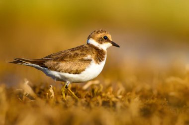 Tatlı küçük su kuşu. Ortak Ringed Plover. Charadrius hiaticula. Yeşil sarı doğa arka plan.
