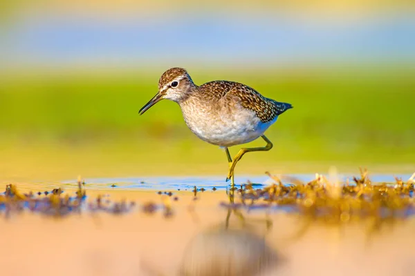 Wasser Und Vogel Wasserläufer Farbenfrohe Natur Hintergrund Vogel Waldwasserläufer Tringa — Stockfoto