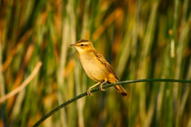 Sevimli kuş. Yeşil Doğa arka plan. 