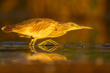 Avcılık balıkçıl. Sarı yeşil doğa Habitat arka plan. Türler: Squacco Heron Ardeola ralloides.