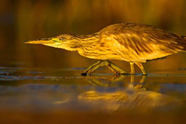 Avcılık balıkçıl. Sarı yeşil doğa Habitat arka plan. Türler: Squacco Heron Ardeola ralloides.