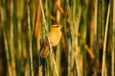 Sevimli kuş. Yeşil Doğa arka plan. 