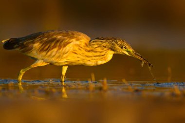 Avcılık balıkçıl. Sarı yeşil doğa Habitat arka plan. Türler: Squacco Heron Ardeola ralloides.