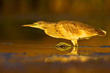 Avcılık balıkçıl. Sarı yeşil doğa Habitat arka plan. Türler: Squacco Heron Ardeola ralloides.