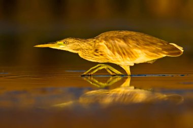Avcılık balıkçıl. Sarı yeşil doğa Habitat arka plan. Türler: Squacco Heron Ardeola ralloides.