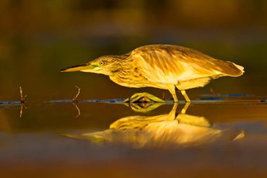 Avcılık balıkçıl. Sarı yeşil doğa Habitat arka plan. Türler: Squacco Heron Ardeola ralloides.