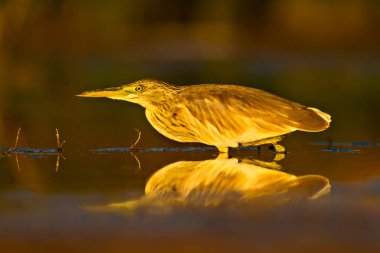 Avcılık balıkçıl. Sarı yeşil doğa Habitat arka plan. Türler: Squacco Heron Ardeola ralloides.