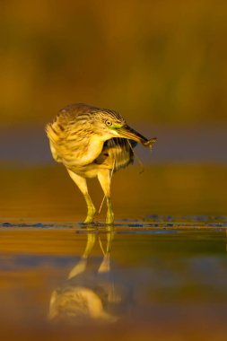 Avcılık balıkçıl. Sarı yeşil doğa Habitat arka plan. Türler: Squacco Heron Ardeola ralloides.