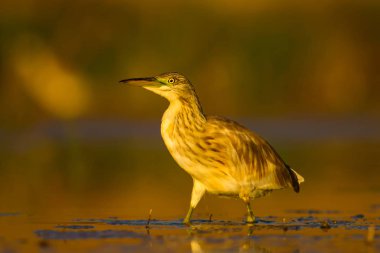 Avcılık balıkçıl. Sarı yeşil doğa Habitat arka plan. Türler: Squacco Heron Ardeola ralloides.