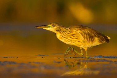 Avcılık balıkçıl. Sarı yeşil doğa Habitat arka plan. Türler: Squacco Heron Ardeola ralloides.