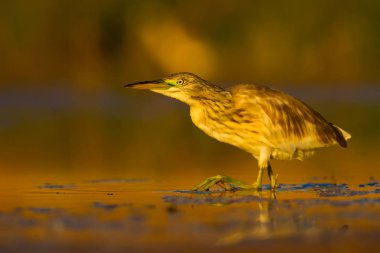 Avcılık balıkçıl. Sarı yeşil doğa Habitat arka plan. Türler: Squacco Heron Ardeola ralloides.