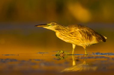 Avcılık balıkçıl. Sarı yeşil doğa Habitat arka plan. Türler: Squacco Heron Ardeola ralloides.