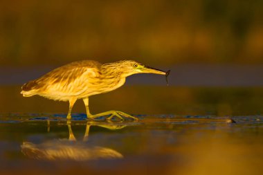 Avcılık balıkçıl. Sarı yeşil doğa Habitat arka plan. Türler: Squacco Heron Ardeola ralloides.
