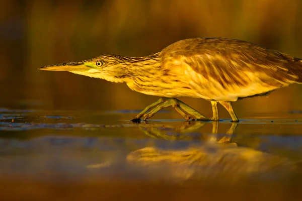 Reiher Jagen Gelb Grüne Natur Lebensraum Hintergrund Art Reiher Ardeola — Stockfoto