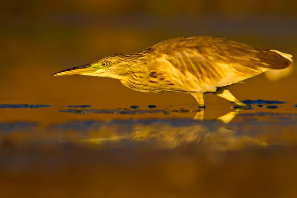 ヘロンを狩る黄色の緑の自然の生息地の背景 スクワッコ ヘロン アルデオラ ラロイド — ストック写真