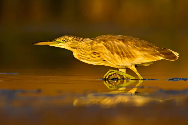 Reiher Jagen Gelb Grüne Natur Lebensraum Hintergrund Art Reiher Ardeola — Stockfoto