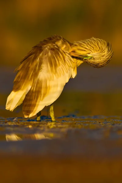 Czapa Myśliwska Żółte Zielone Tło Siedlisk Przyrodniczych Gatunek Squacco Heron — Zdjęcie stockowe