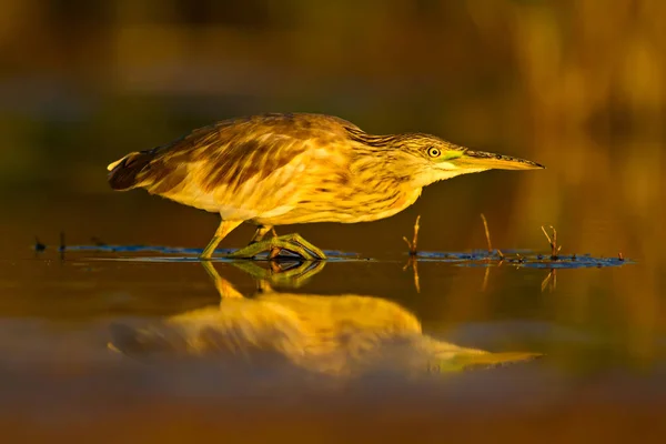 Jacht Reiger Gele Groene Natuur Habitat Achtergrond Soorten Squacco Heron — Stockfoto