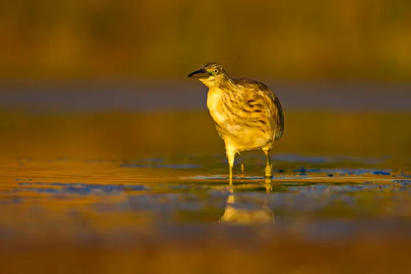 Cazando Garza Fondo Amarillo Verde Hábitat Naturaleza Especie Garza Squacco — Foto de Stock