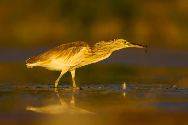 Avcılık Balıkçıl Sarı Yeşil Doğa Habitat Arka Plan Türler Squacco — Stok fotoğraf