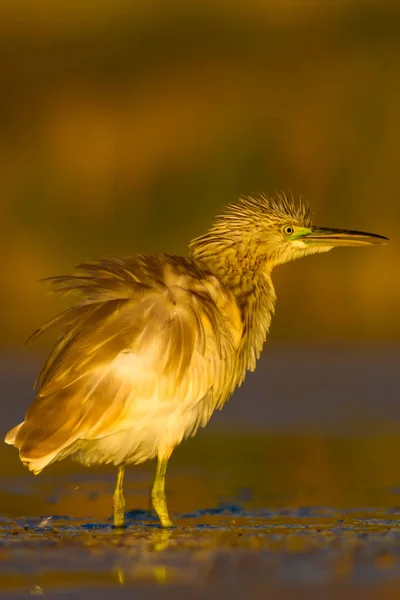 Reiher Jagen Gelb Grüne Natur Lebensraum Hintergrund Art Reiher Ardeola — Stockfoto