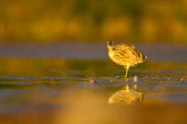 Avcılık balıkçıl. Sarı yeşil doğa Habitat arka plan. Türler: Squacco Heron Ardeola ralloides.