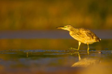 Avcılık balıkçıl. Sarı yeşil doğa Habitat arka plan. Türler: Squacco Heron Ardeola ralloides. Mogan Gölü Ankara Türkiye.