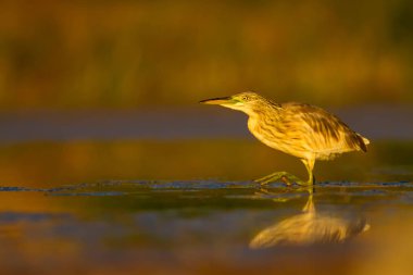 Avcılık balıkçıl. Sarı yeşil doğa Habitat arka plan. Türler: Squacco Heron Ardeola ralloides.