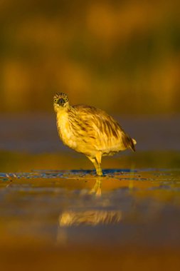 Avcılık balıkçıl. Sarı yeşil doğa Habitat arka plan. Türler: Squacco Heron Ardeola ralloides.