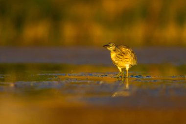 Avcılık balıkçıl. Sarı yeşil doğa Habitat arka plan. Türler: Squacco Heron Ardeola ralloides.
