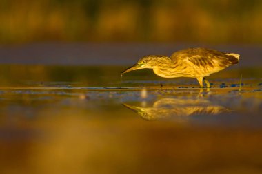 Avcılık balıkçıl. Sarı yeşil doğa Habitat arka plan. Türler: Squacco Heron Ardeola ralloides.