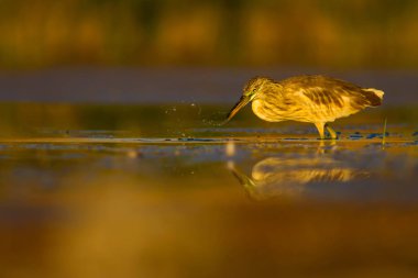 Avcılık balıkçıl. Sarı yeşil doğa Habitat arka plan. Türler: Squacco Heron Ardeola ralloides. Mogan Gölü Ankara Türkiye.