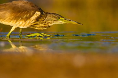 Avcılık balıkçıl. Sarı yeşil doğa Habitat arka plan. Türler: Squacco Heron Ardeola ralloides.