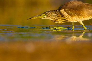 Avcılık balıkçıl. Sarı yeşil doğa Habitat arka plan. Türler: Squacco Heron Ardeola ralloides. Mogan Gölü Ankara Türkiye.