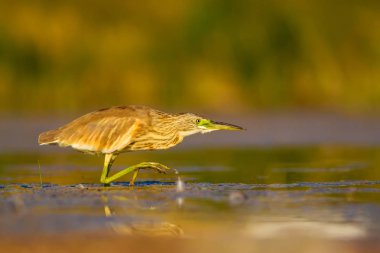 Av balıkçılı. Sarı yeşil su doğa Habitat arka plan. Kuş: Squacco Heron. Ardeola ralloides.