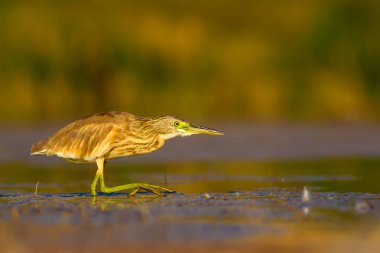 Av balıkçılı. Sarı yeşil su doğa Habitat arka plan. Kuş: Squacco Heron. Ardeola ralloides.