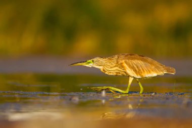 Av balıkçılı. Sarı yeşil su doğa Habitat arka plan. Kuş: Squacco Heron. Ardeola ralloides.