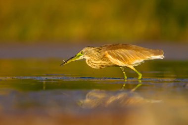Av balıkçılı. Sarı yeşil su doğa Habitat arka plan. Kuş: Squacco Heron. Ardeola ralloides.