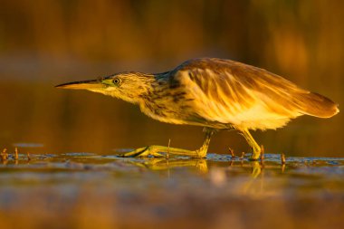 Av balıkçılı. Sarı yeşil su doğa Habitat arka plan. Kuş: Squacco Heron. Ardeola ralloides.