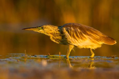 Av balıkçılı. Sarı yeşil su doğa Habitat arka plan. Kuş: Squacco Heron. Ardeola ralloides.