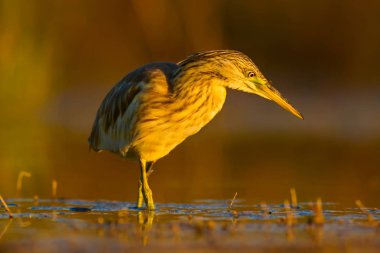 Av balıkçılı. Sarı yeşil su doğa Habitat arka plan. Kuş: Squacco Heron. Ardeola ralloides.