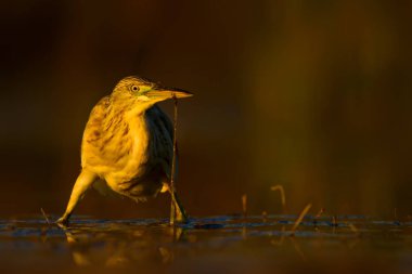 Av balıkçılı. Sarı yeşil su doğa Habitat arka plan. Kuş: Squacco Heron. Ardeola ralloides.