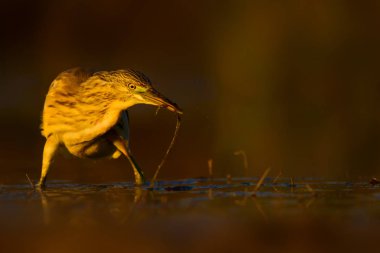 Av balıkçılı. Sarı yeşil su doğa Habitat arka plan. Kuş: Squacco Heron. Ardeola ralloides.