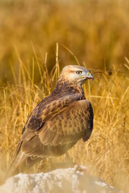 Avcı şahin kuşu. Sarı kuru çim arka planda. Kuş: uzun bacaklı Buzzard. Buteo Rufinus. 