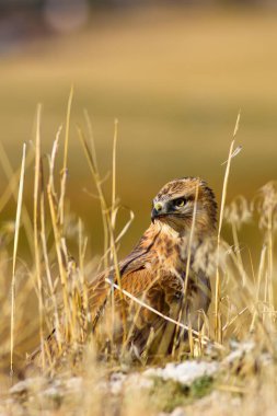 Avcı şahin kuşu. Sarı kuru çim arka planda. Kuş: uzun bacaklı Buzzard. Buteo Rufinus. 